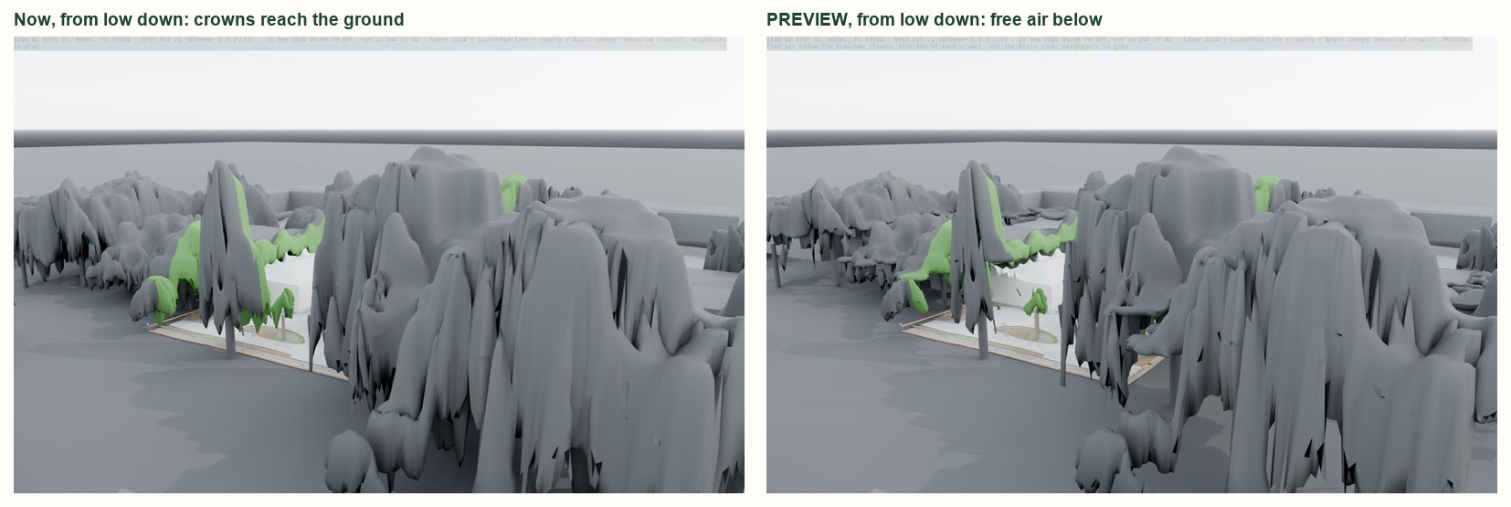 1140 NE 87th St from low down: the crowns today reaching the ground, and the preview with free air below the branches